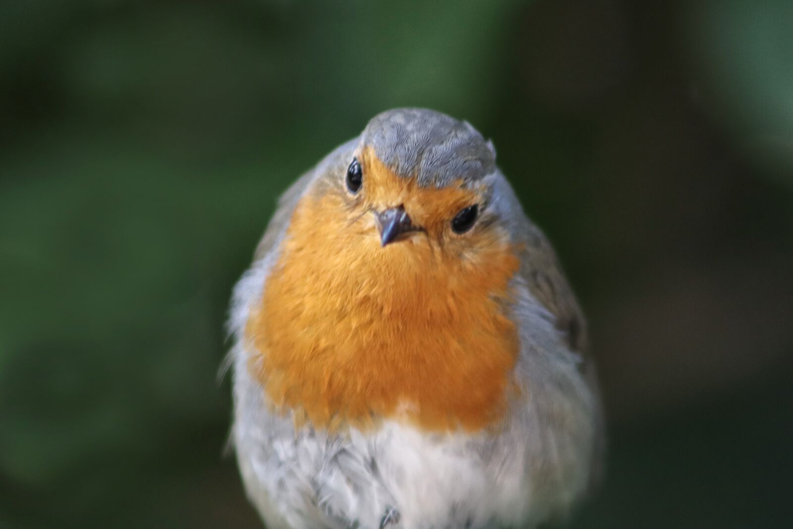 Canon EOS 800D (EOS Rebel T7i / EOS Kiss X9i) sample photo. Robin, songbird, bird photography
