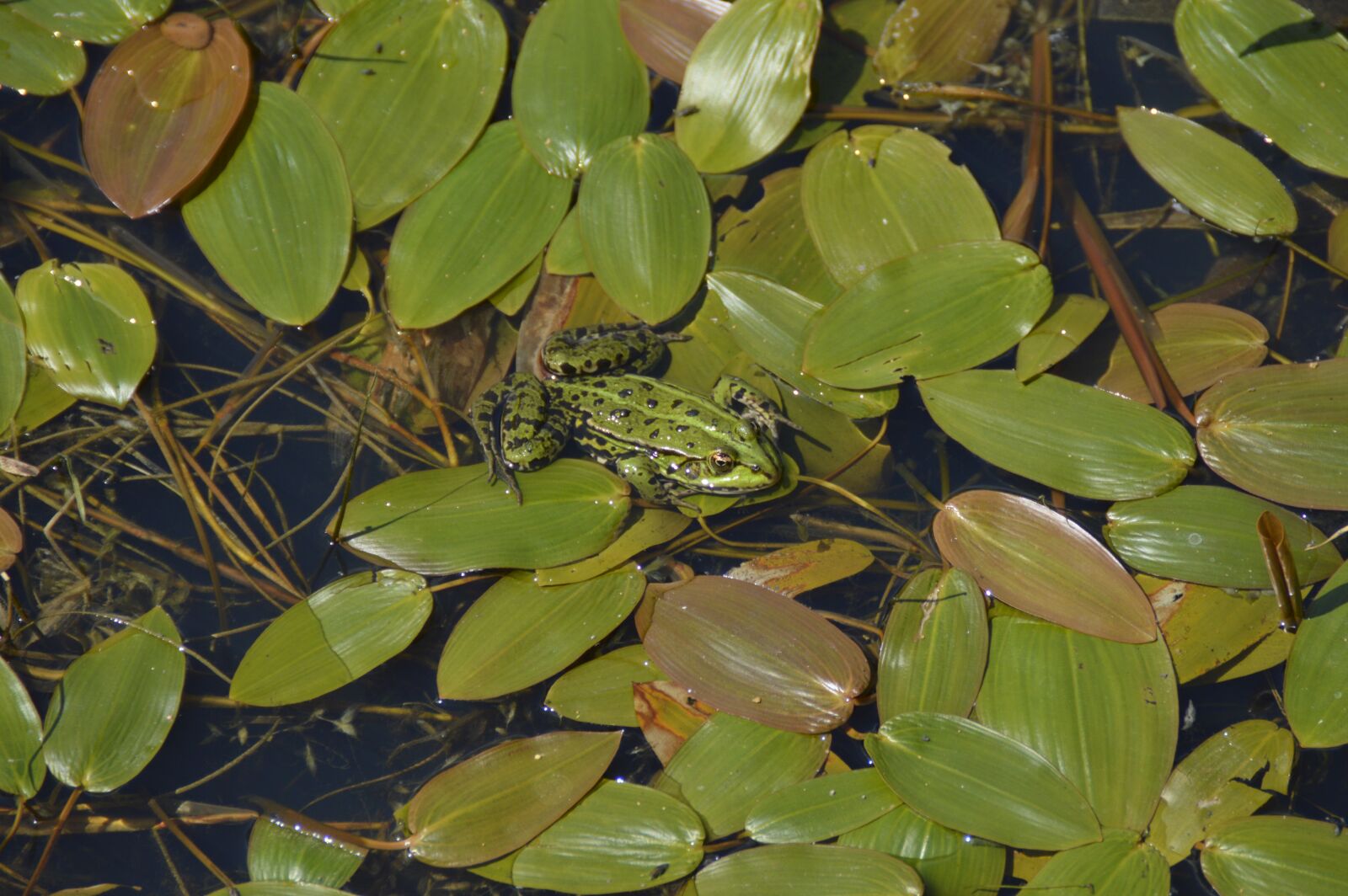 Nikon D3200 sample photo. Pond, water lilies, frog photography