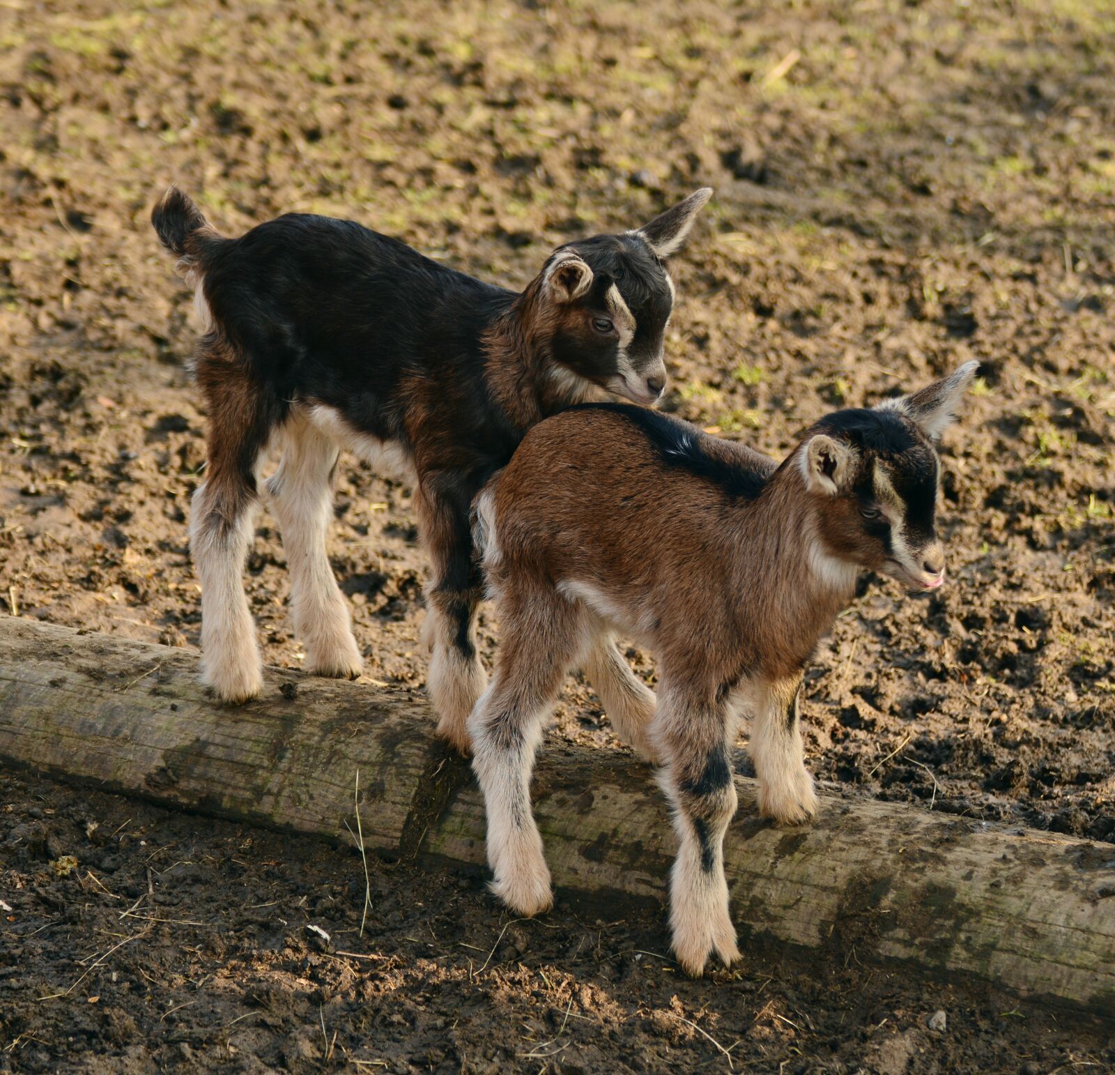 Nikon D5200 sample photo. Goats, kid, young goats photography