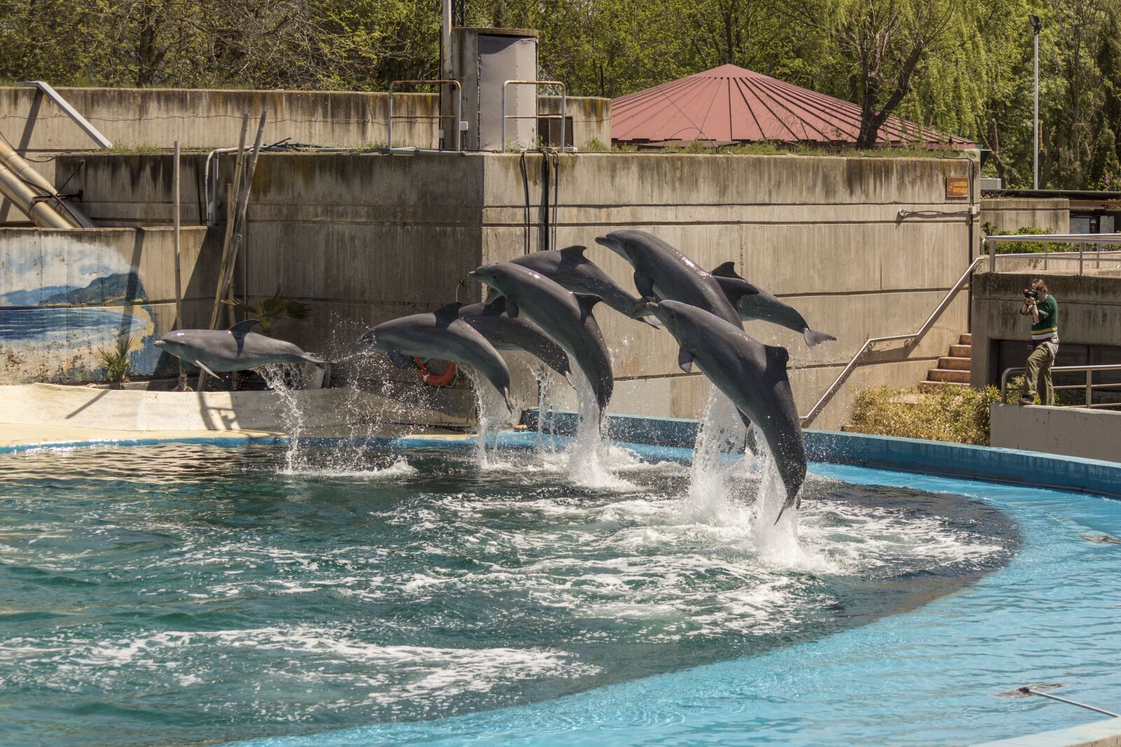 Canon EOS 600D (Rebel EOS T3i / EOS Kiss X5) sample photo. Dolphins, in the zoo photography