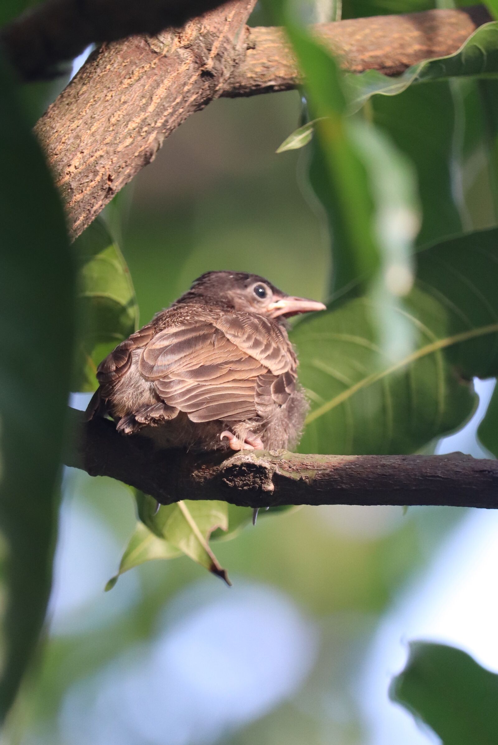 Canon EOS 200D (EOS Rebel SL2 / EOS Kiss X9) + Canon EF-S 55-250mm F4-5.6 IS STM sample photo. Bird, nature, branch photography