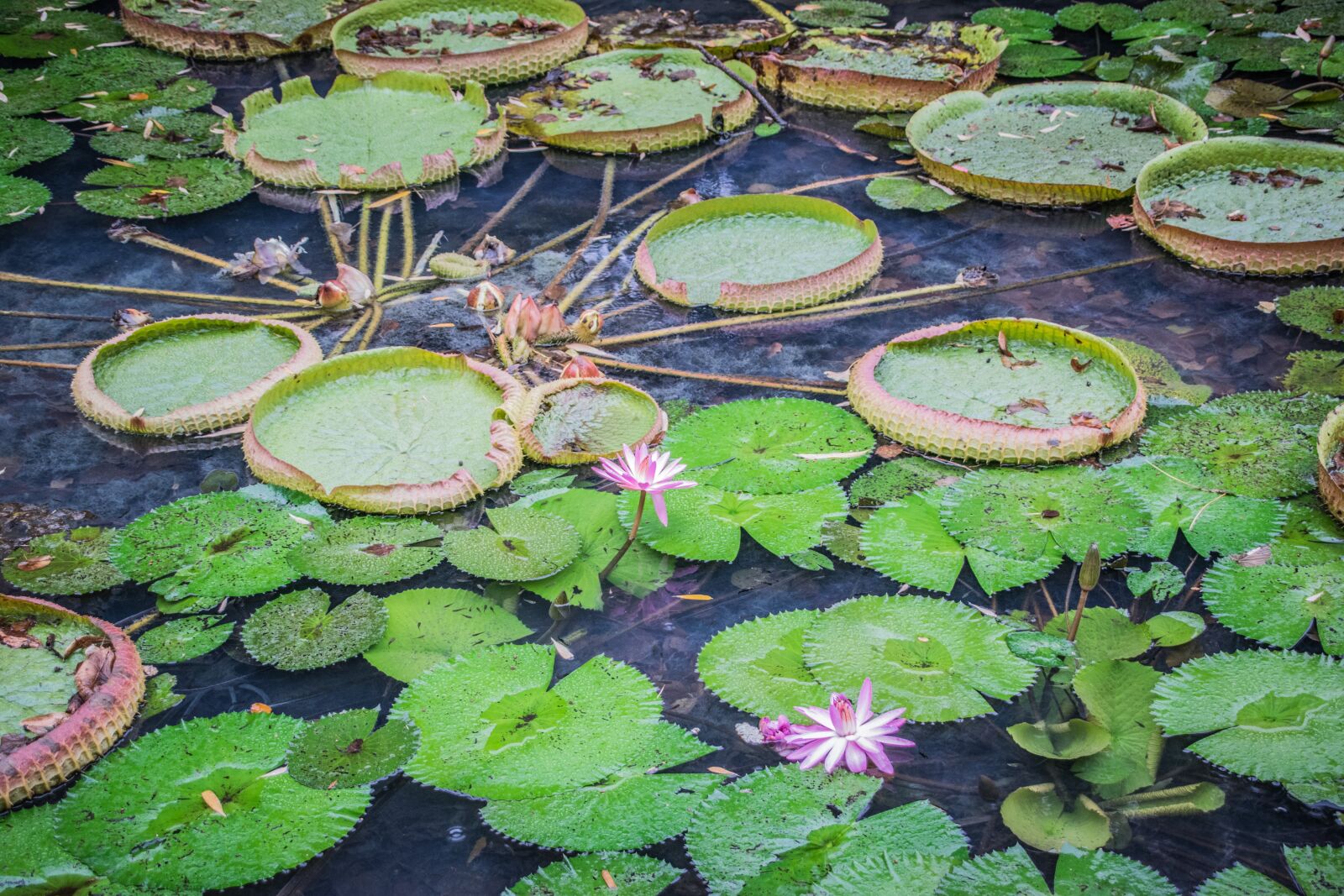 Nikon D5300 sample photo. Victoria, royal, waterlilies photography