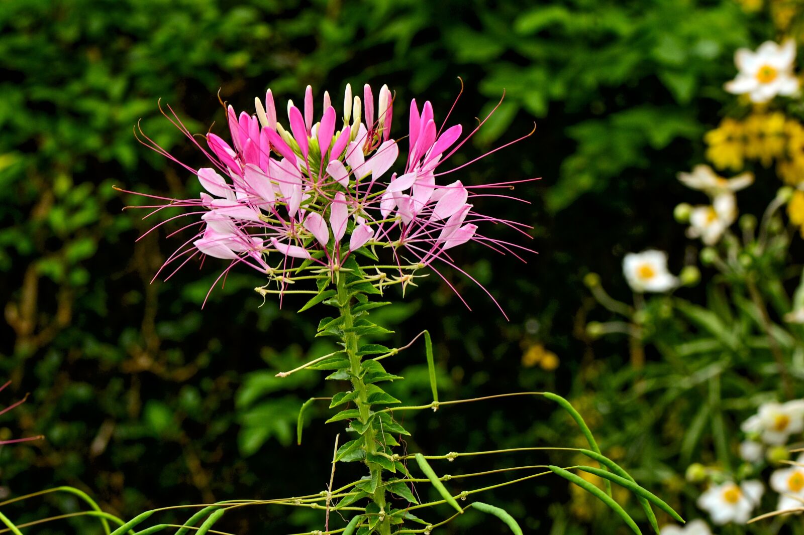 Nikon D3100 sample photo. Spider flower, cleome, nature photography