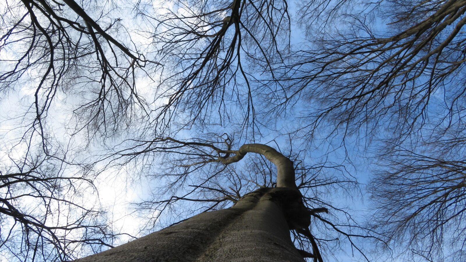 Canon PowerShot SX730 HS sample photo. Tree, wood, branch photography
