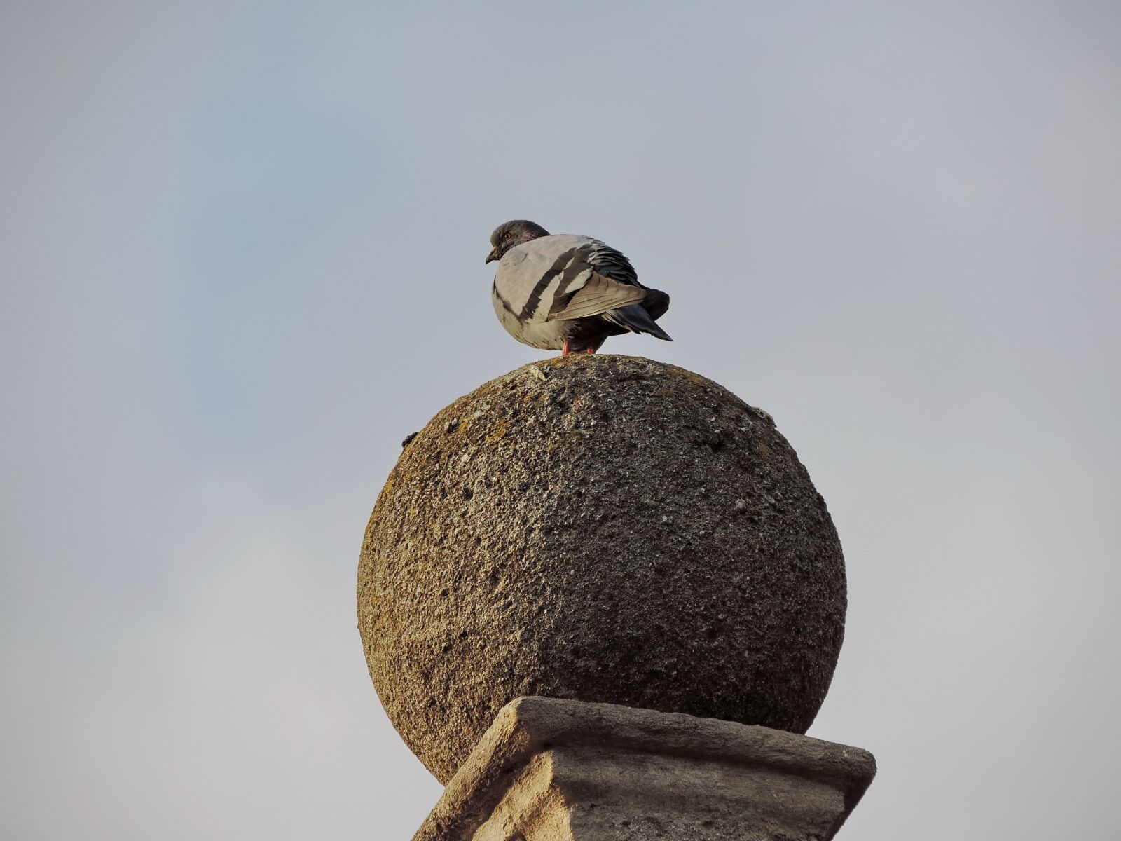 Nikon Coolpix P520 sample photo. Pigeon, bird, wildlife, outdoors photography
