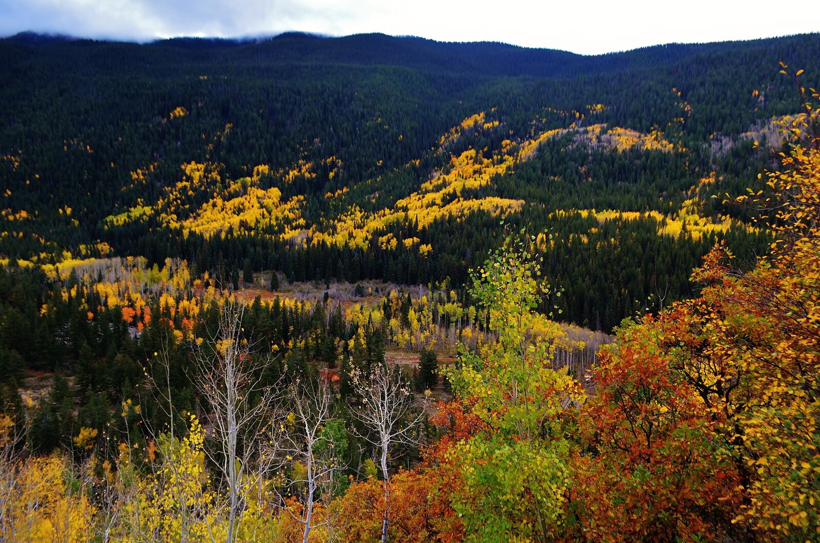 Nikon D5100 sample photo. Fall, colors, colorado photography