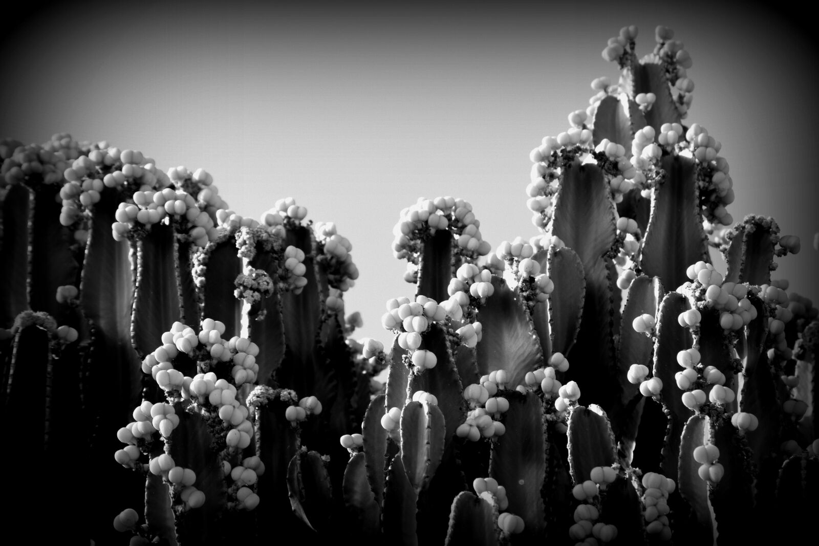 Nikon D3300 sample photo. Black and white, cactus photography