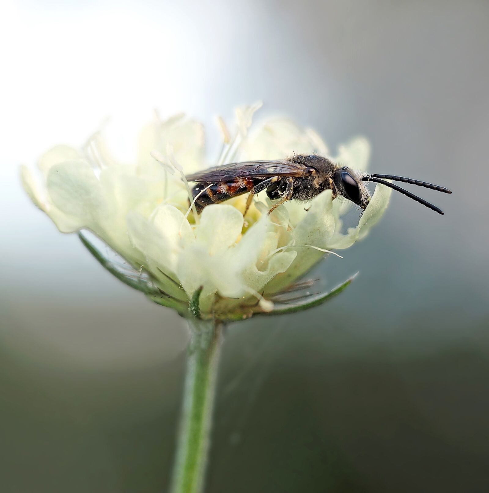 Olympus M.Zuiko Digital ED 60mm F2.8 Macro sample photo. Wild bee, furrow bee photography