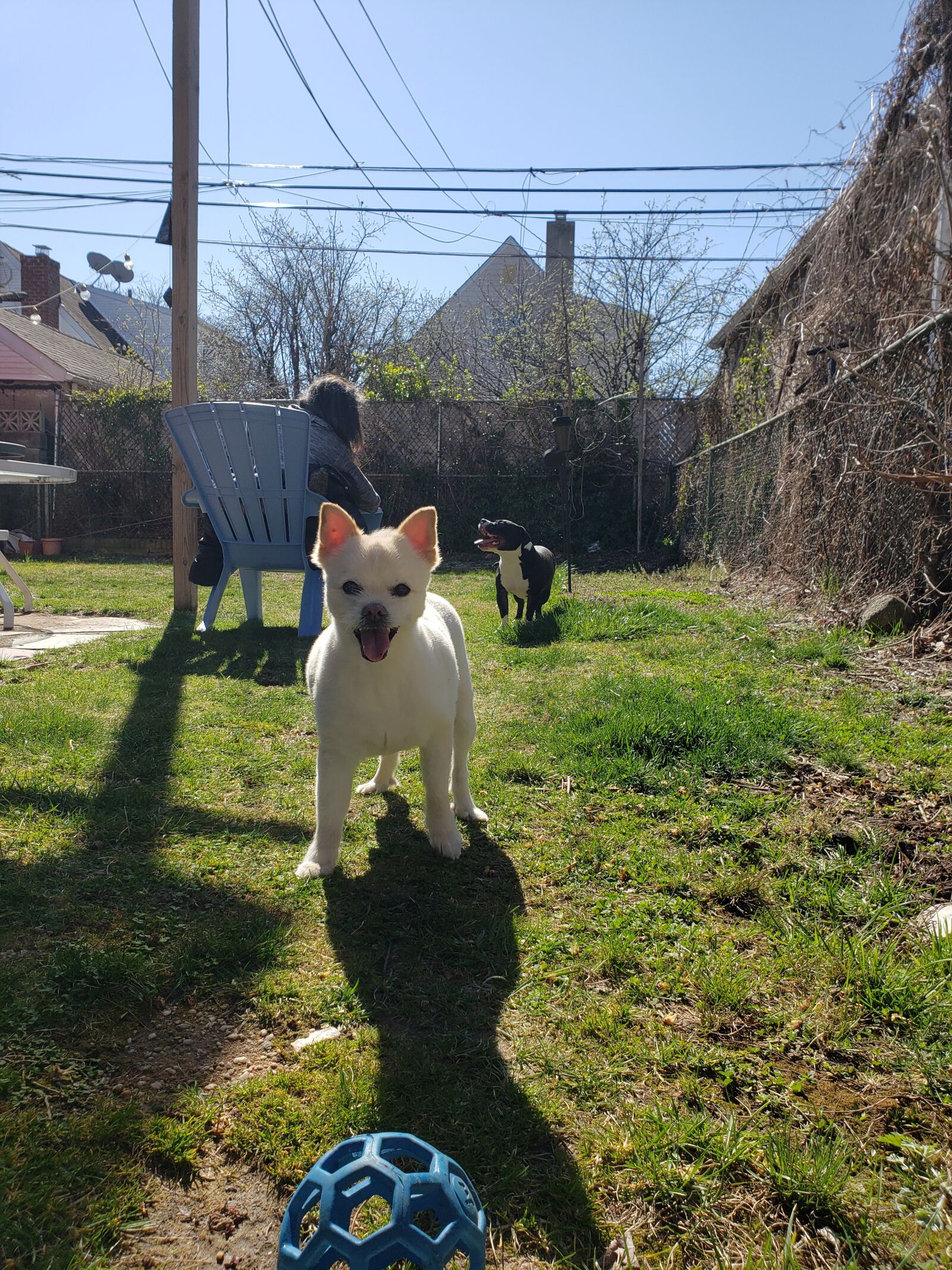 Samsung Galaxy S9+ sample photo. Puppy, american pocket bully photography
