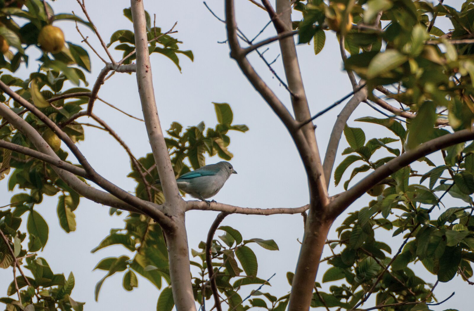 Canon EOS 200D (EOS Rebel SL2 / EOS Kiss X9) sample photo. Bird, animal, small bird photography