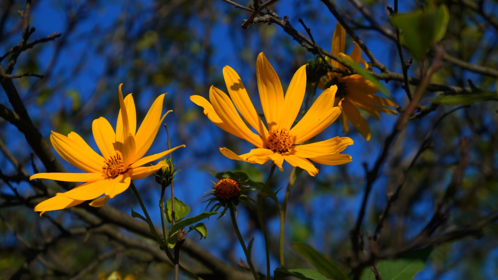Sony Alpha a3000 + Sony E 18-55mm F3.5-5.6 OSS sample photo. Nature, plants, yellow photography