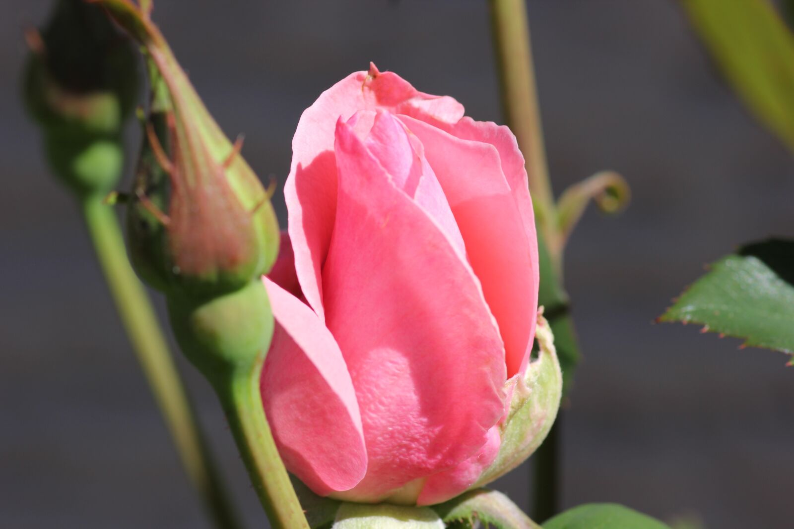 Canon EOS 550D (EOS Rebel T2i / EOS Kiss X4) sample photo. Lila rose bud papillon photography