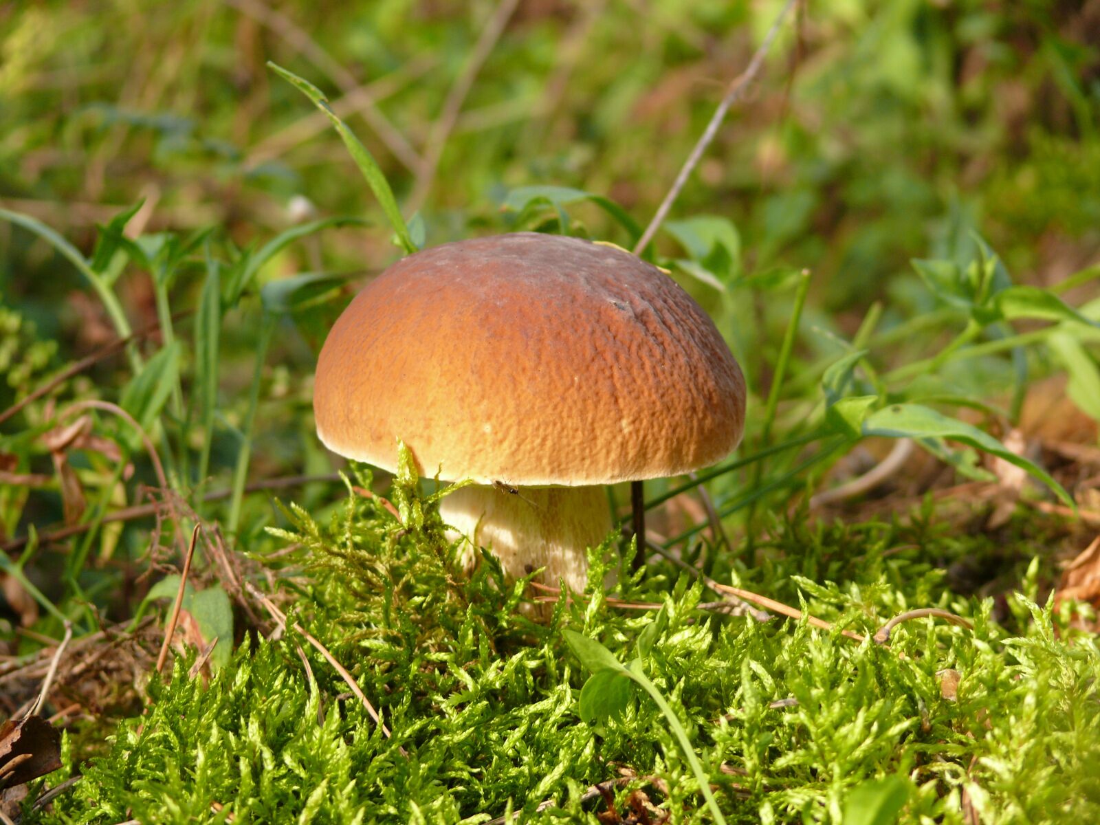 Panasonic DMC-FZ50 sample photo. Mushroom, borovichok, forest photography
