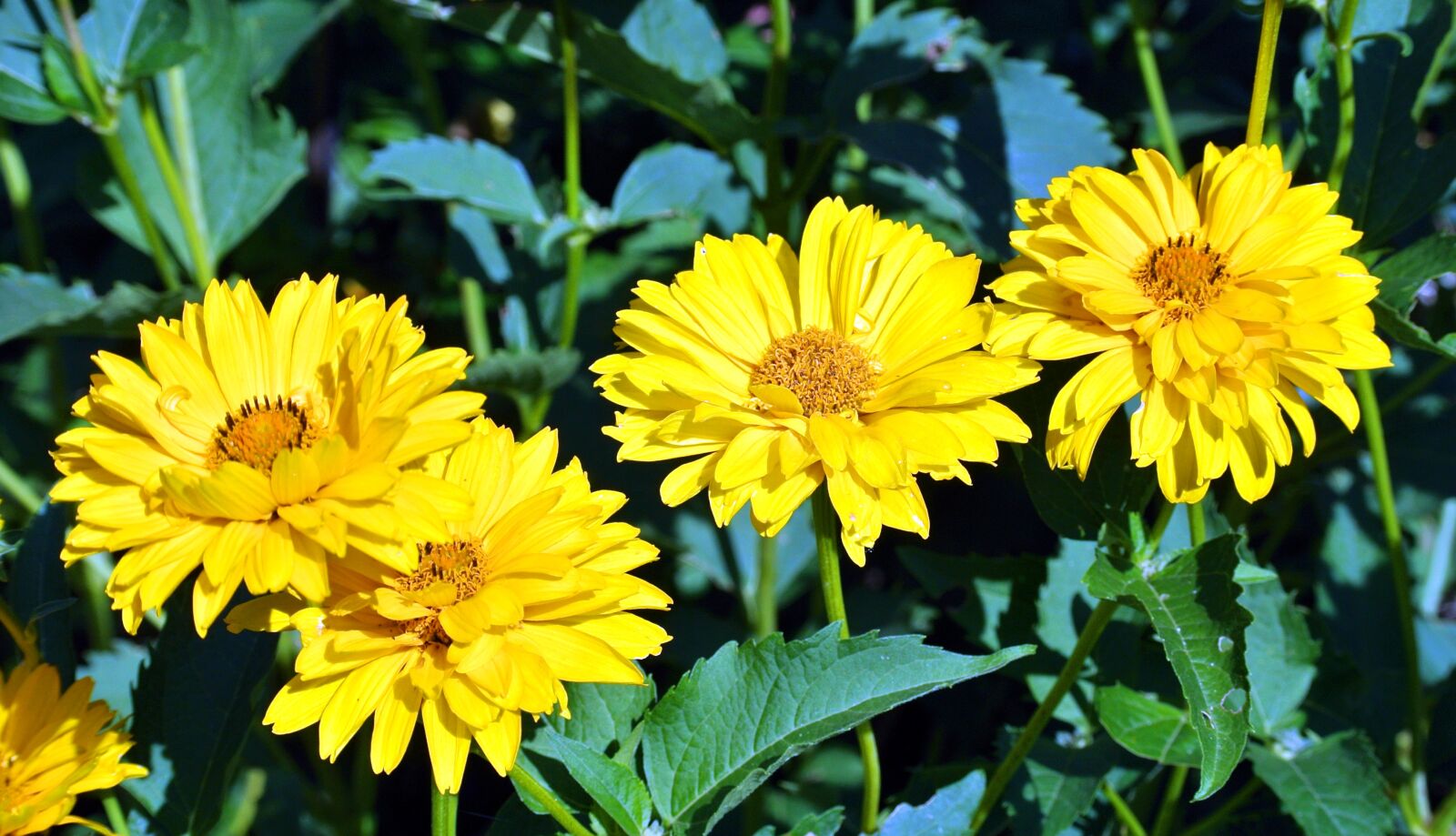 Nikon 1 Nikkor VR 30-110mm F3.8-5.6 sample photo. Coneflower, yellow, flower photography