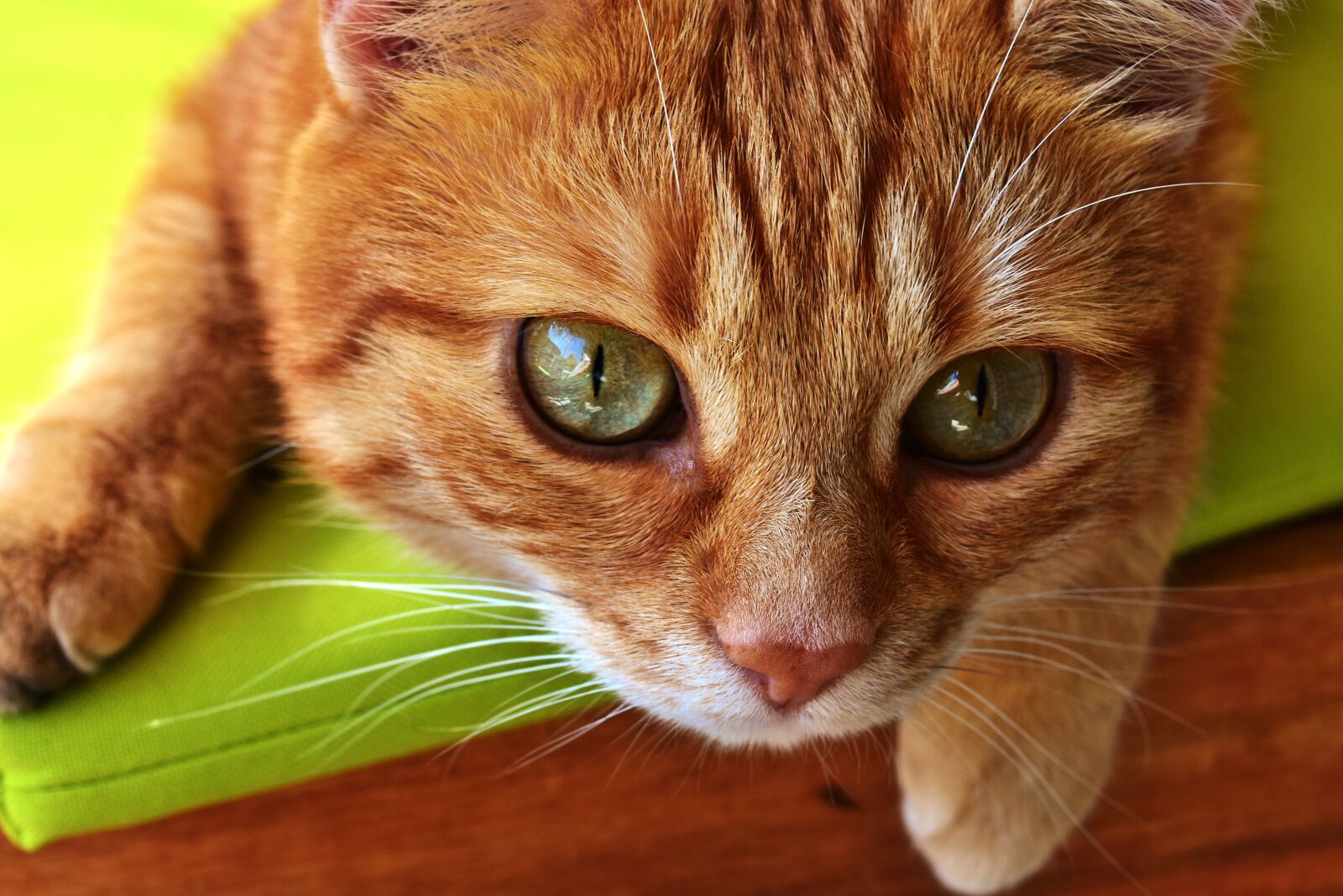 Nikon D7200 sample photo. Cat, mackerel, photograph photography