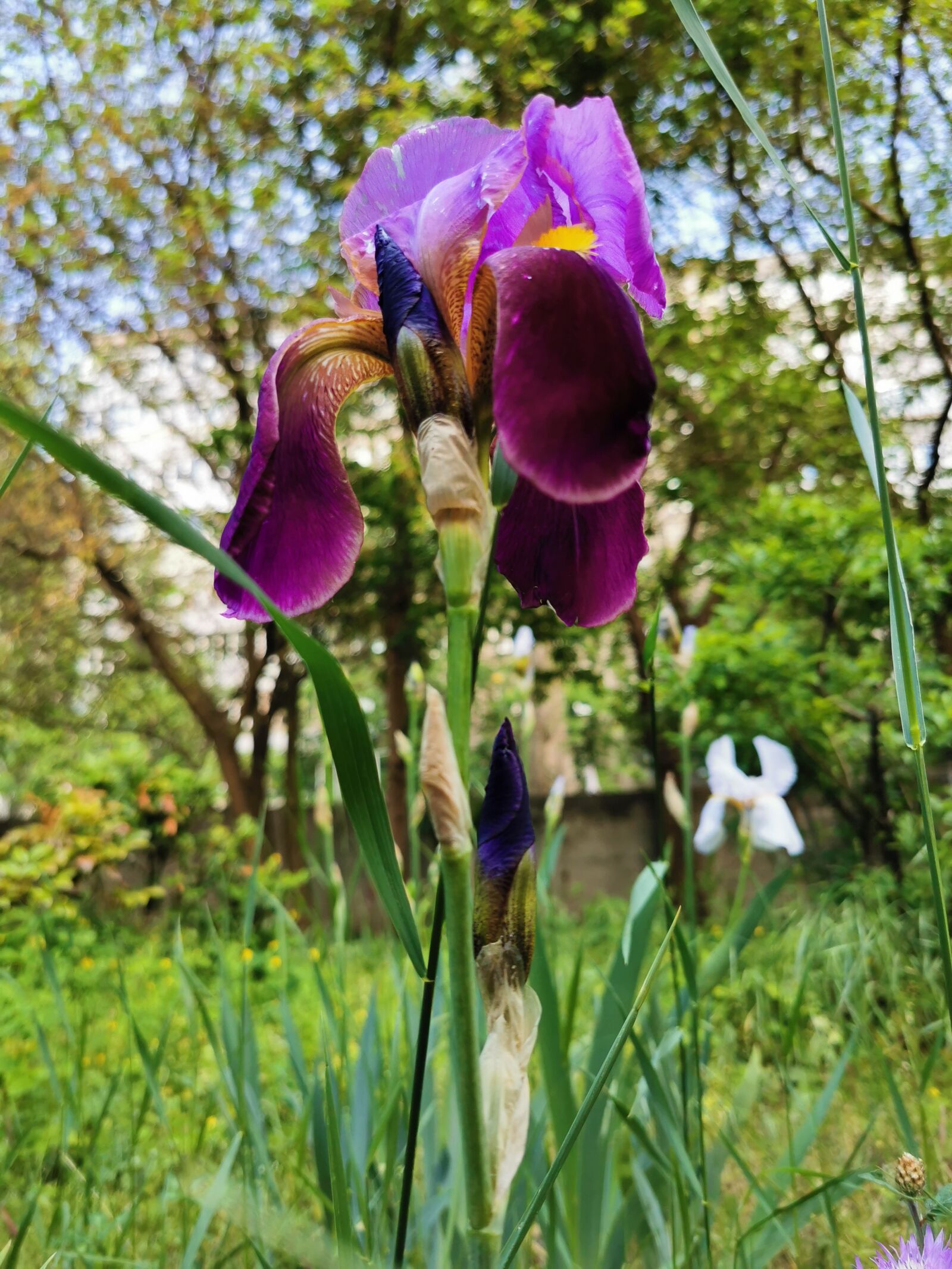 HUAWEI P30 Pro sample photo. Irises, flowers, greenery photography