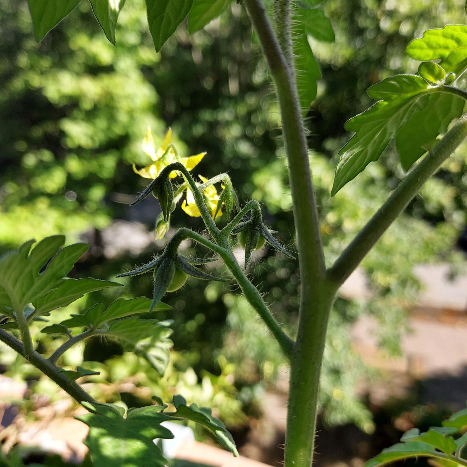 Samsung SM-G770F sample photo. Tomato, close up, green photography