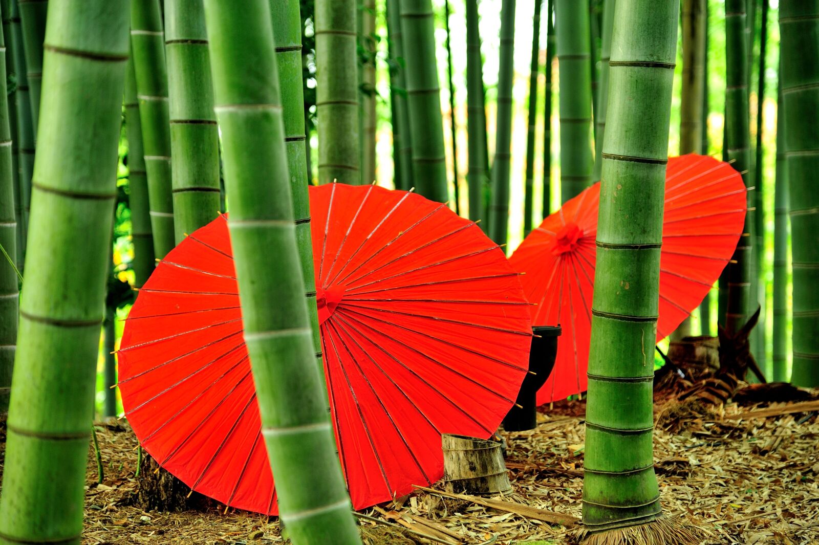 Nikon D700 sample photo. Kyoto, kodai-ji temple, bamboo photography