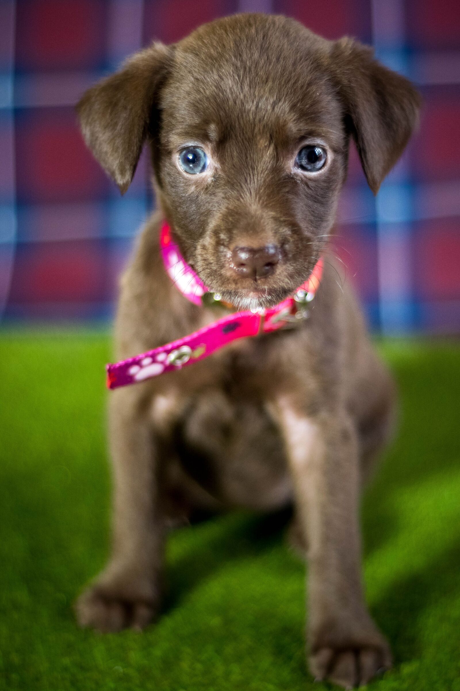 Nikon D5300 sample photo. Dog, adoption, puppy photography