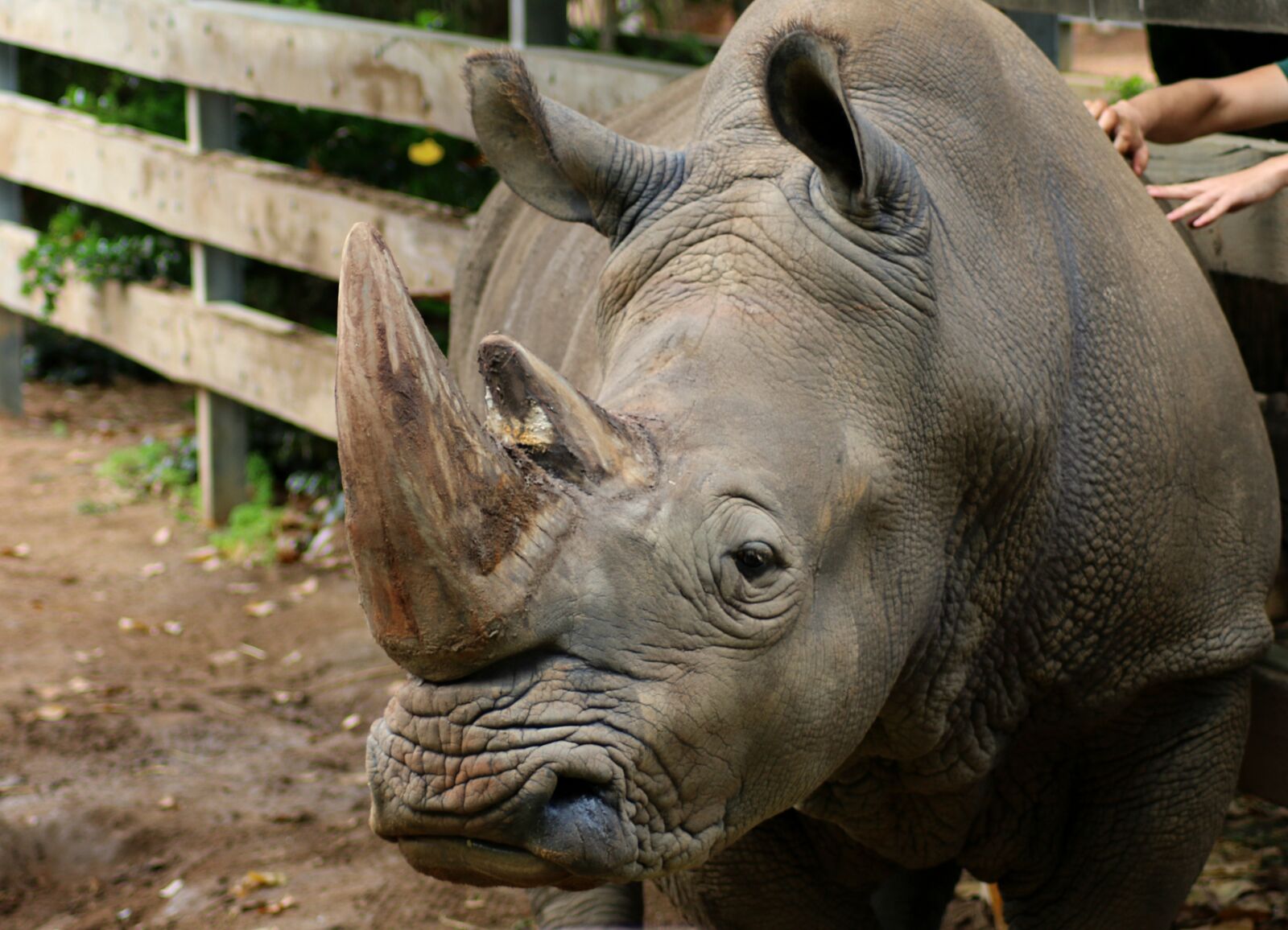 Canon EOS 70D sample photo. Mammal, nature, animal photography