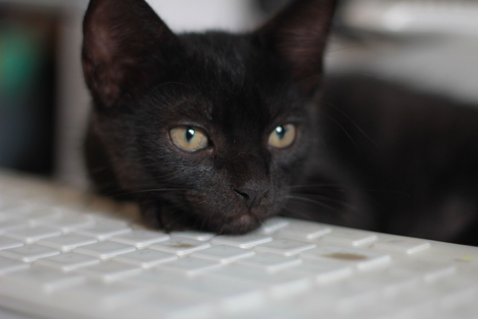 Canon EOS 60D + Canon EF 50mm F1.8 II sample photo. Cat, black, feline photography