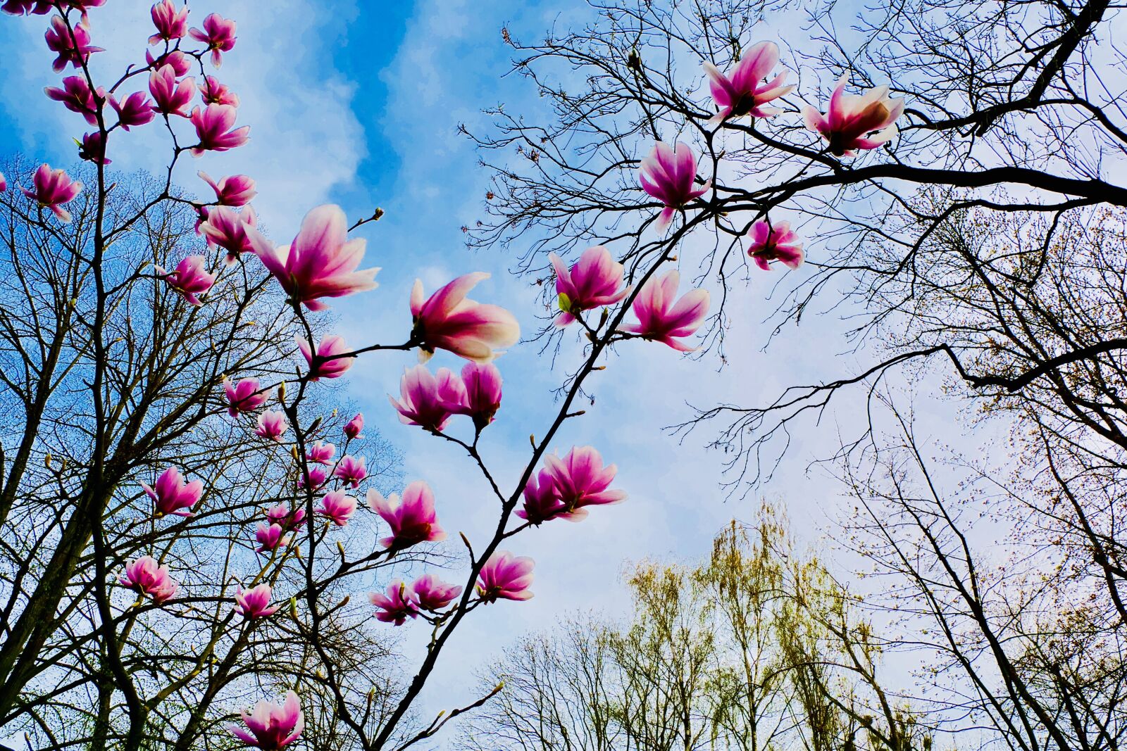 Panasonic Lumix DC-G9 sample photo. Magnolia, pink flower, magnolia photography