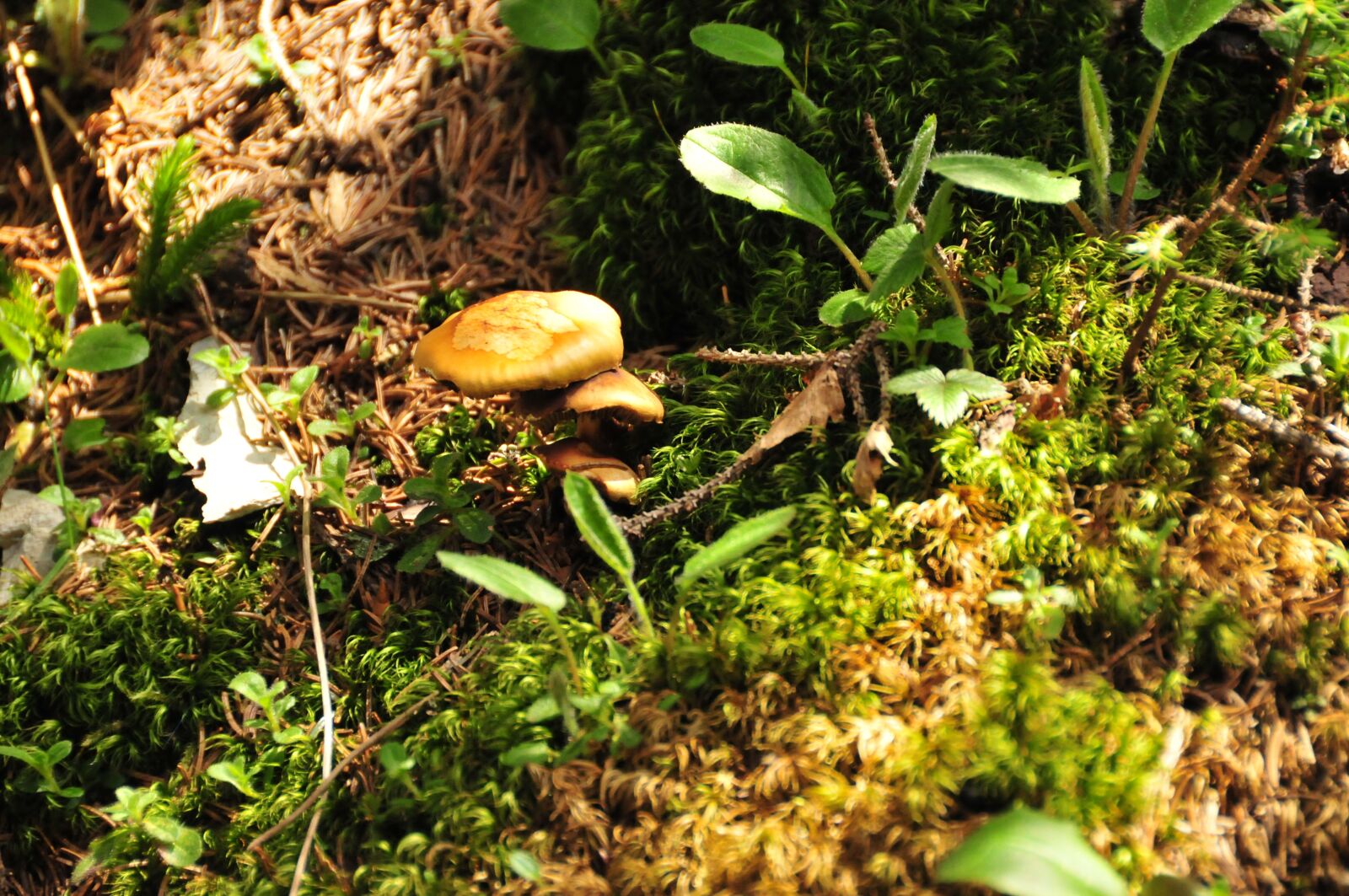 Nikon D300 sample photo. Herbstimpression, forest, mushroom photography