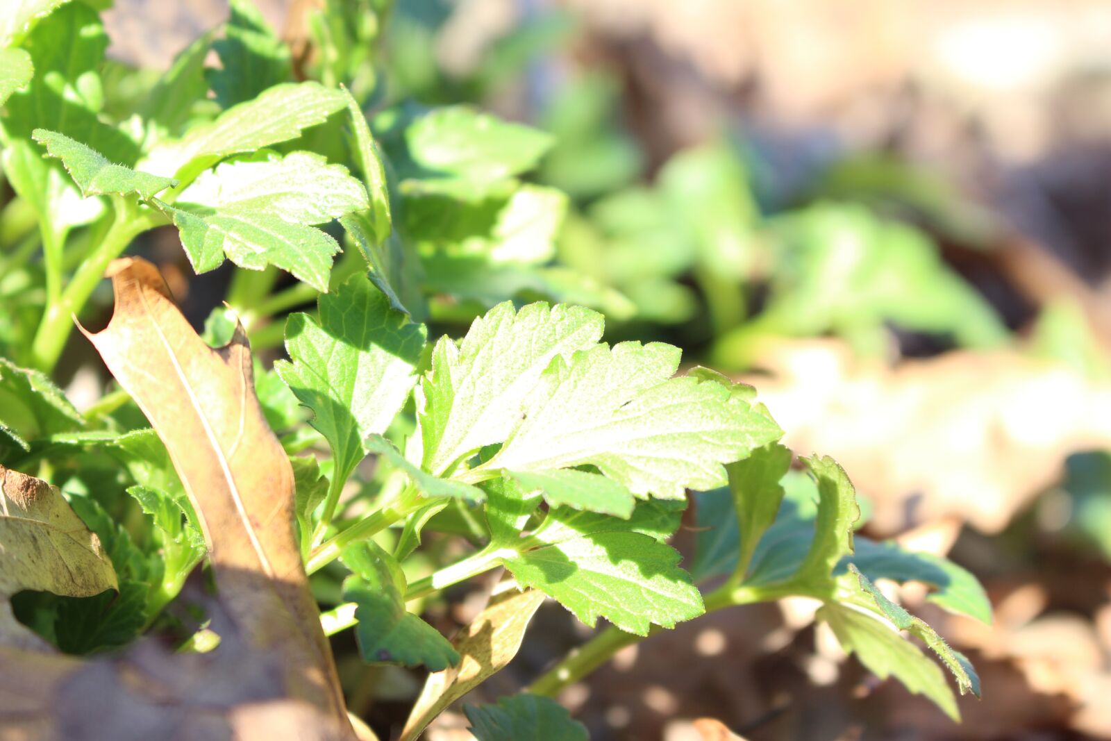 Canon EOS 700D (EOS Rebel T5i / EOS Kiss X7i) sample photo. Leaves, sun, rays, sunlight photography