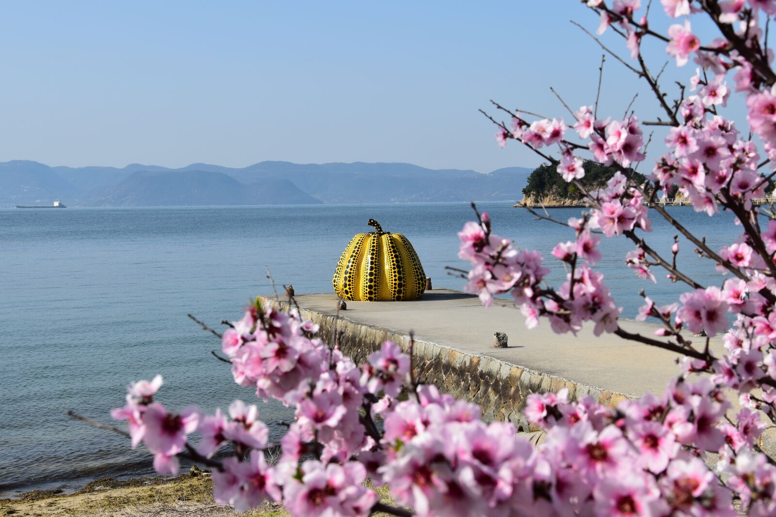 Nikon D5500 sample photo. Yayoi-kusama, cherry-blossom, sakura photography