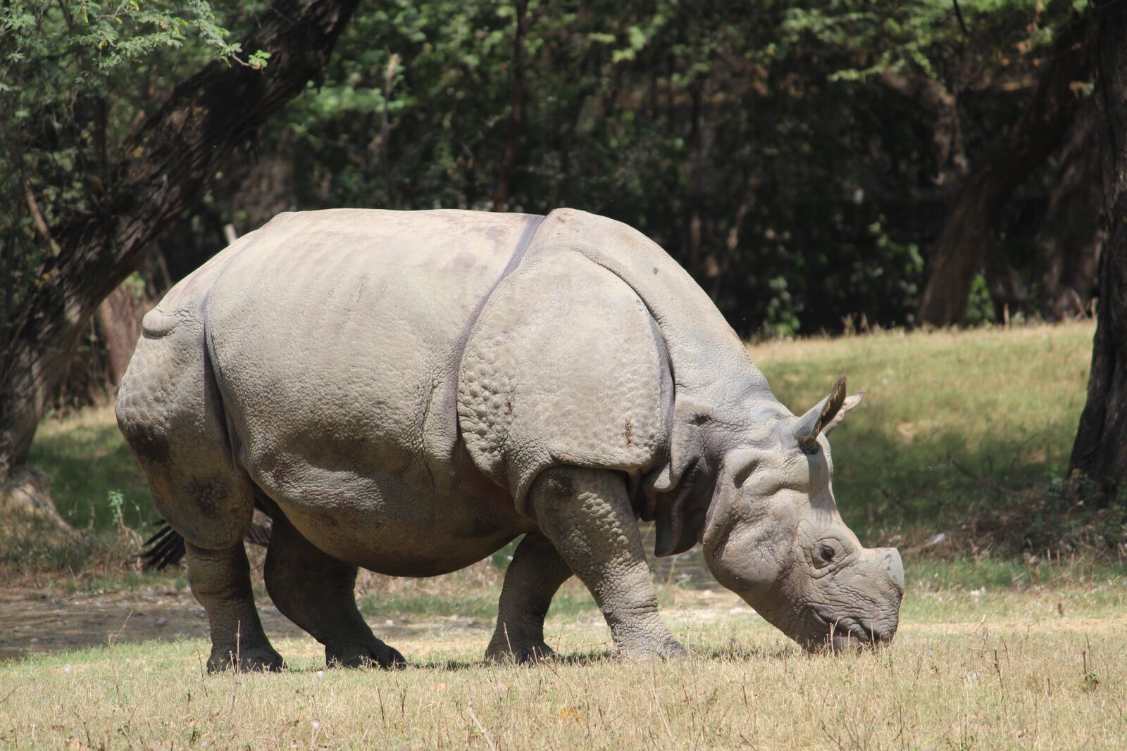 Canon EOS 1200D (EOS Rebel T5 / EOS Kiss X70 / EOS Hi) sample photo. Rhinoceros, zoo, animal photography
