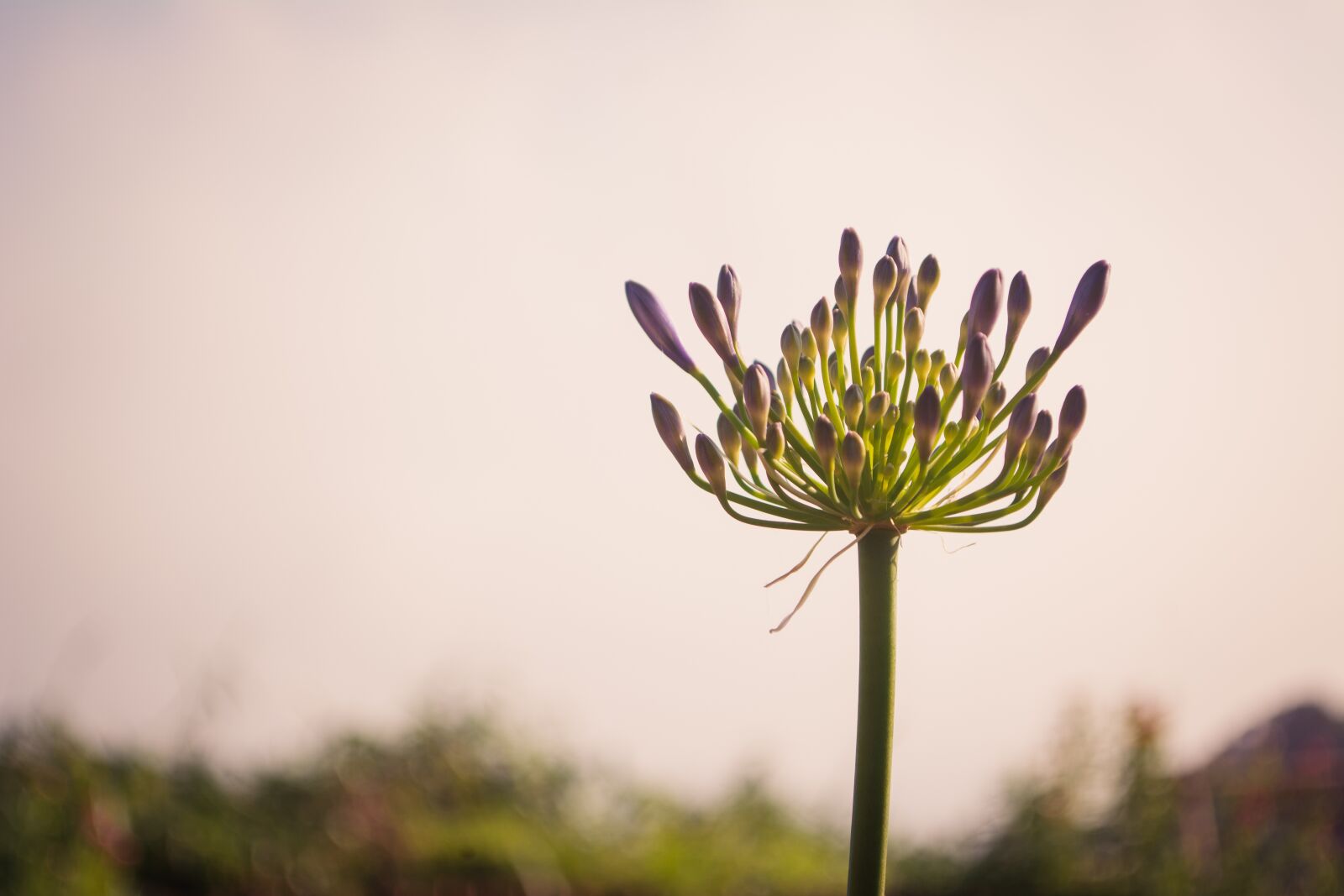 Nikon D5200 sample photo. Flowers, pretty views, nature photography