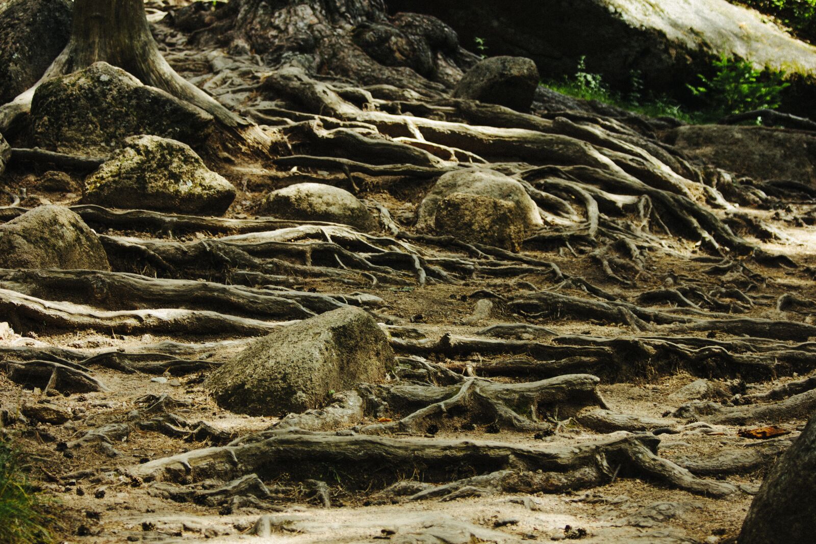 Canon EF 70-300mm F4-5.6 IS USM sample photo. Roots, stones, tree photography