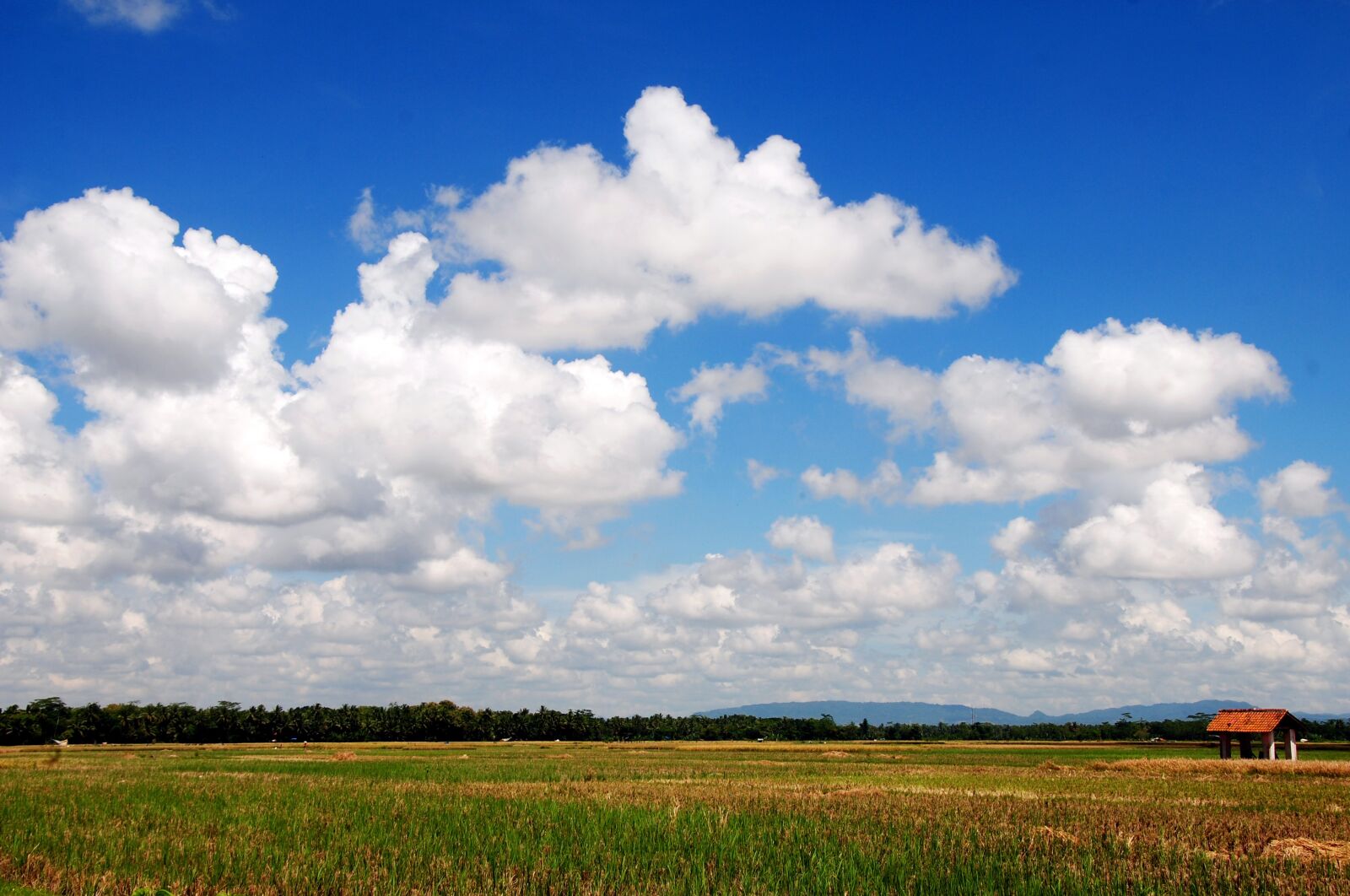 Nikon D3000 sample photo. Field, cloud, the landscape photography