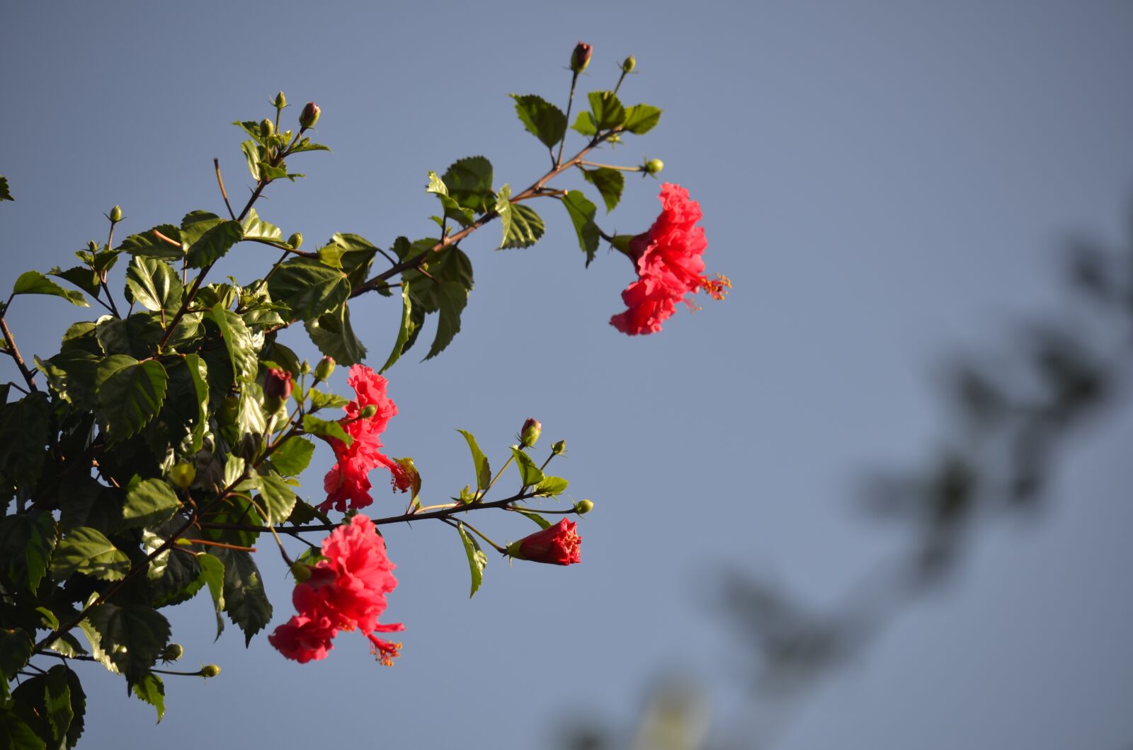 Nikon D7000 sample photo. Red flowers, natural beauty photography