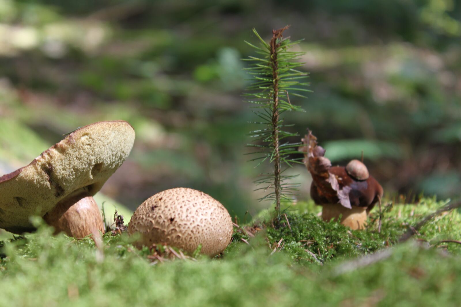 Canon EOS 500D (EOS Rebel T1i / EOS Kiss X3) sample photo. Mushroom, forest, ground photography