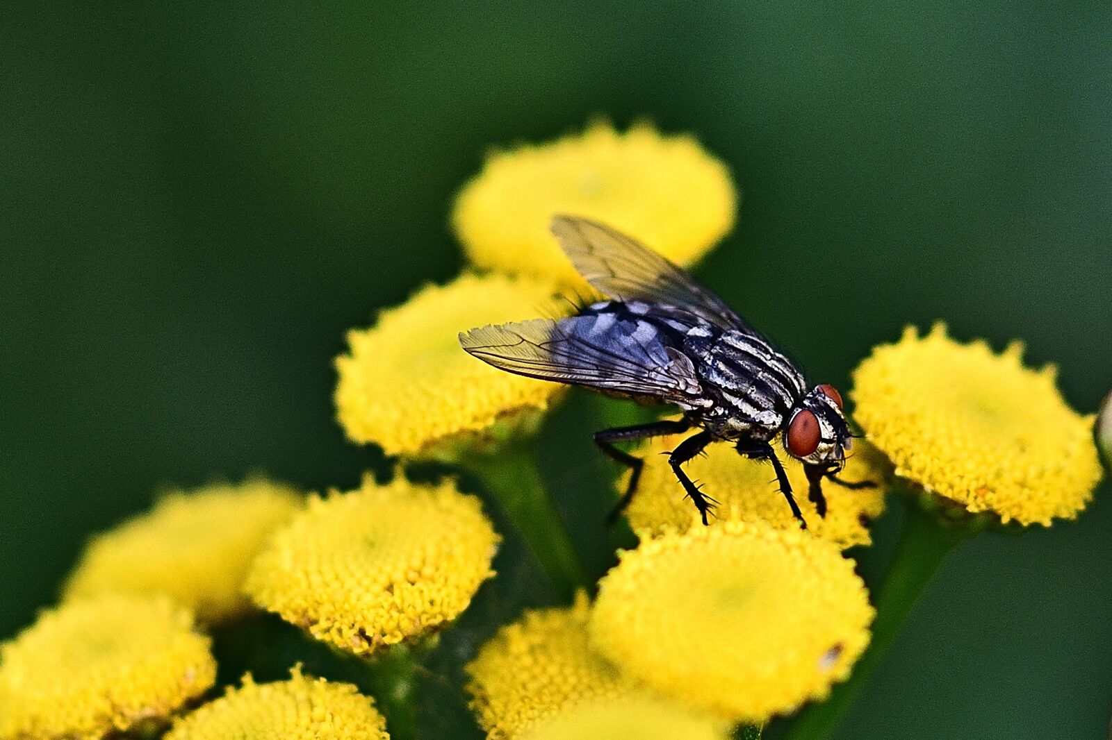 Nikon D5200 sample photo. Fly, insect, yarrow photography