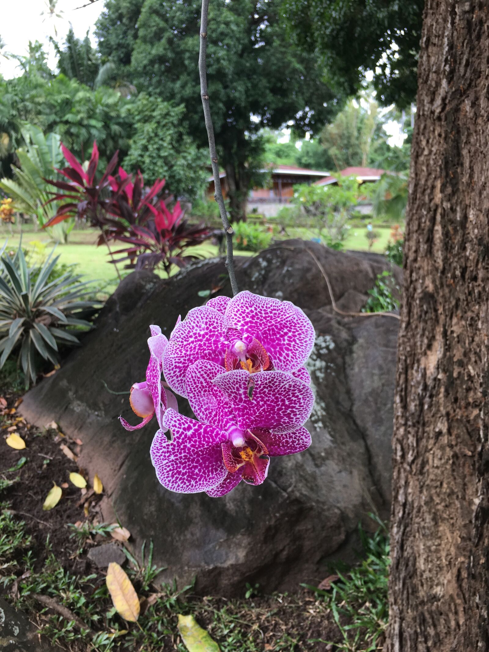 Apple iPhone 6s sample photo. Orchid, flowers, blossom photography