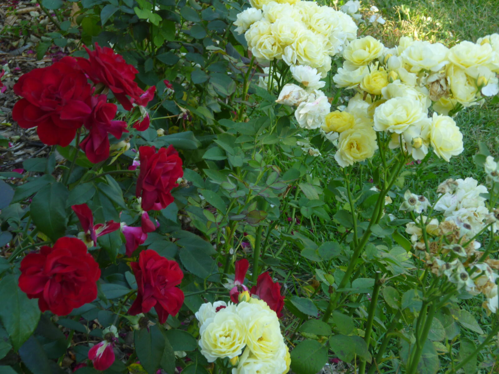 Panasonic DMC-ZR1 sample photo