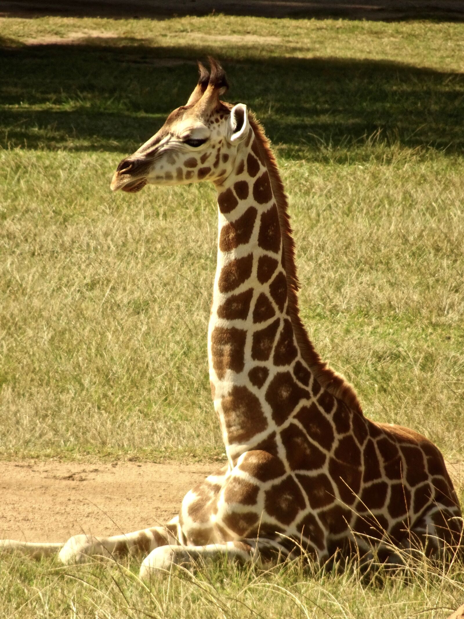 Sony Cyber-shot DSC-HX90V sample photo. Giraffe, neck, wildlife photography