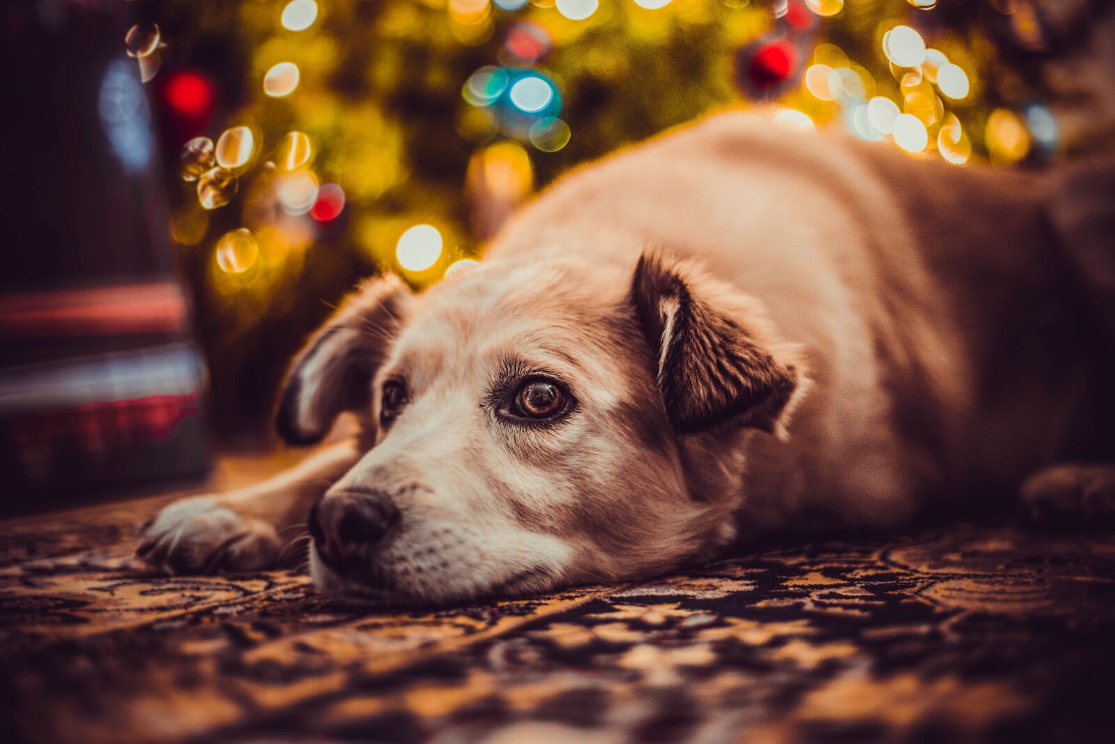 Canon EF 50mm F1.8 II sample photo. Dog, holidays, nice photography