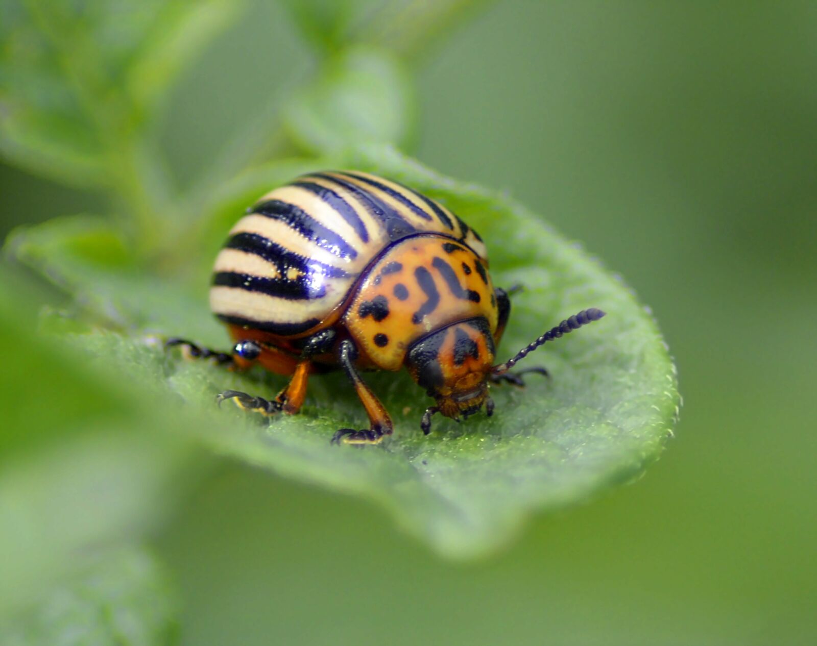Nikon D3200 sample photo. Potato beetle, beetle, head photography