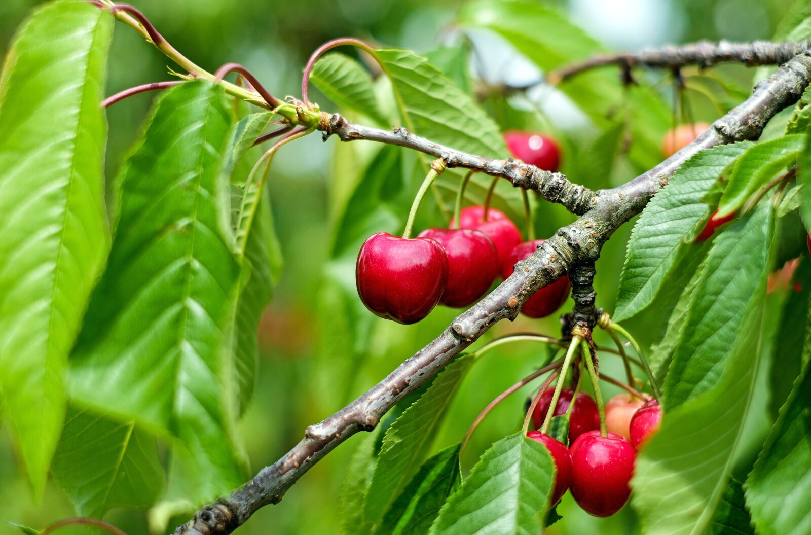 Fujifilm X-T10 + Fujifilm XF 35mm F1.4 R sample photo. Cherry, sweet cherry, fruit photography