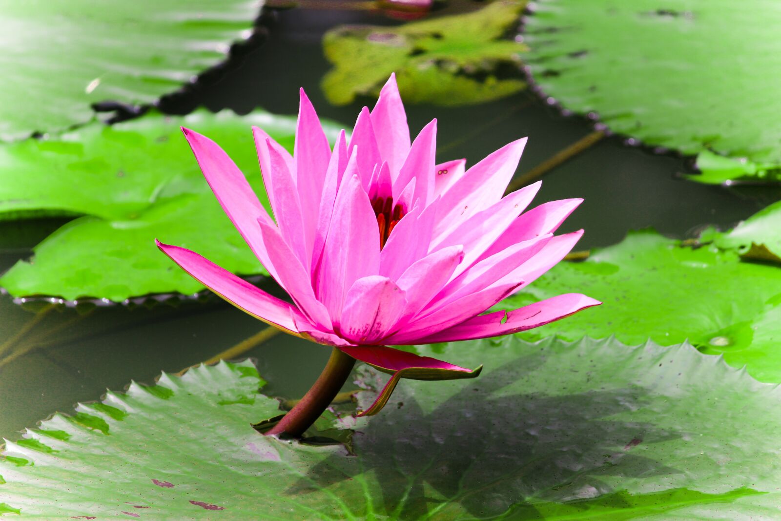 Canon EOS 600D (Rebel EOS T3i / EOS Kiss X5) sample photo. Flower, nature, floral photography