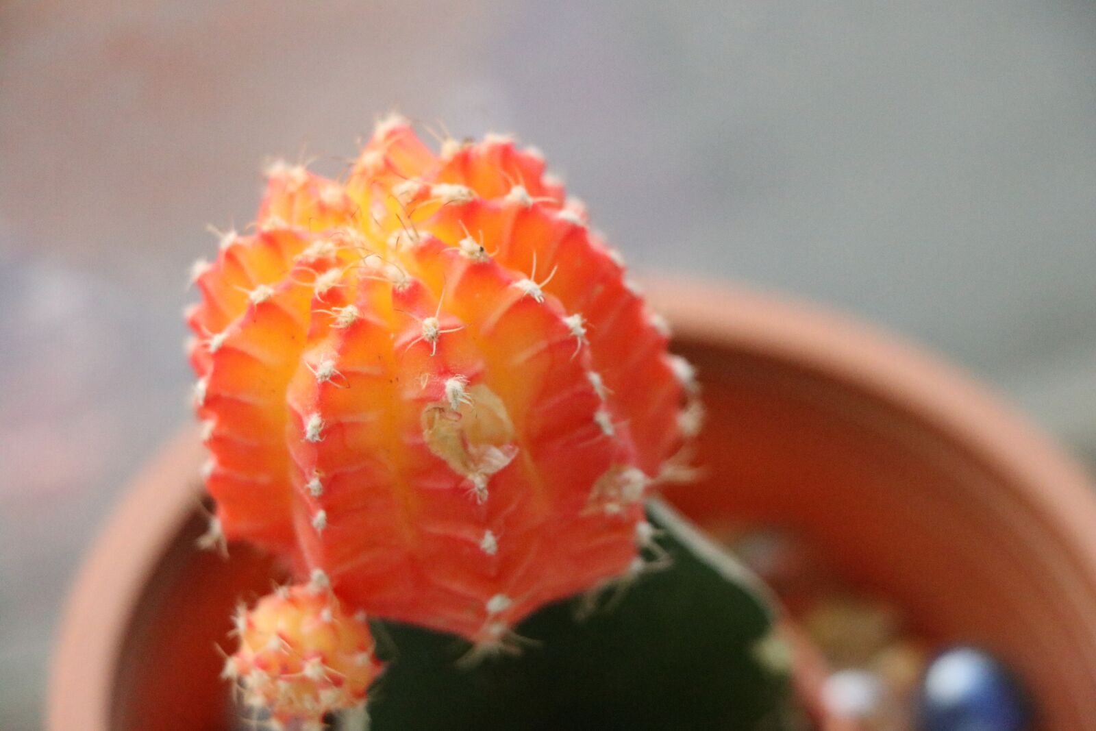 Canon EF-S 18-135mm F3.5-5.6 IS USM sample photo. Abstract, plant, cactus photography