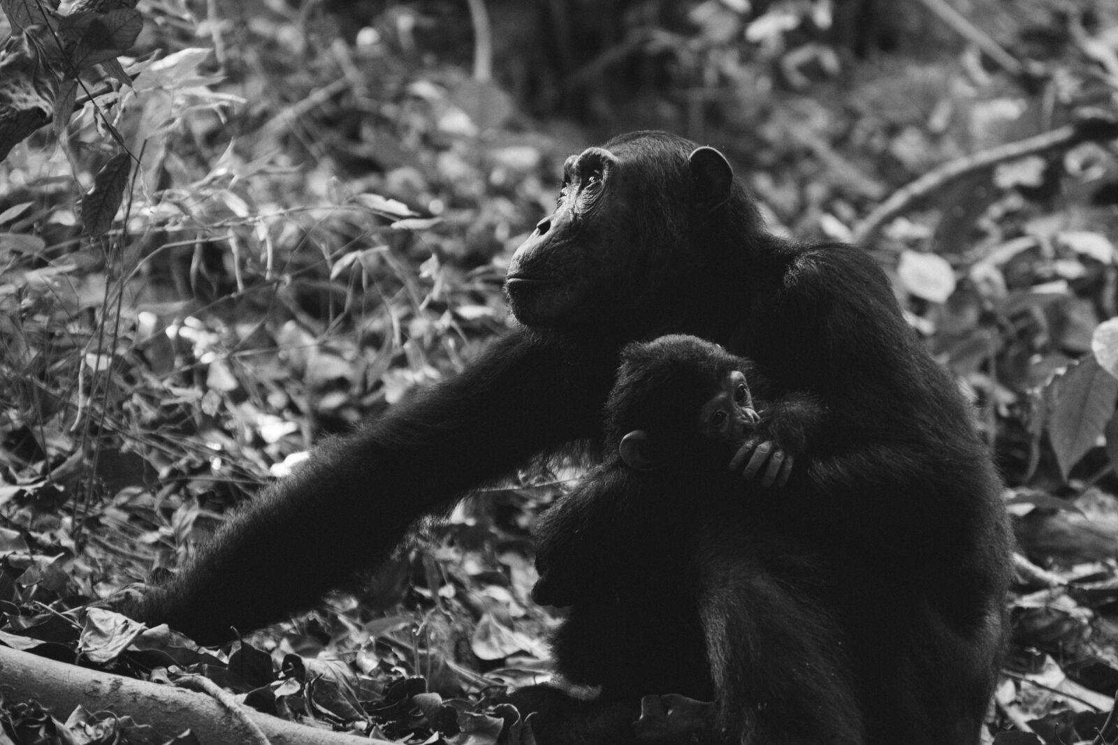 Nikon D5300 sample photo. Animal, animals, chimpanzees photography