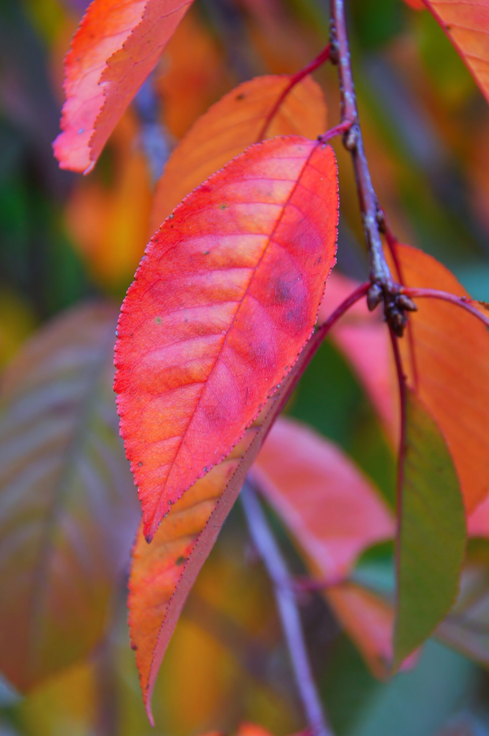 Nikon D3200 sample photo. Autumn, holidays, color photography