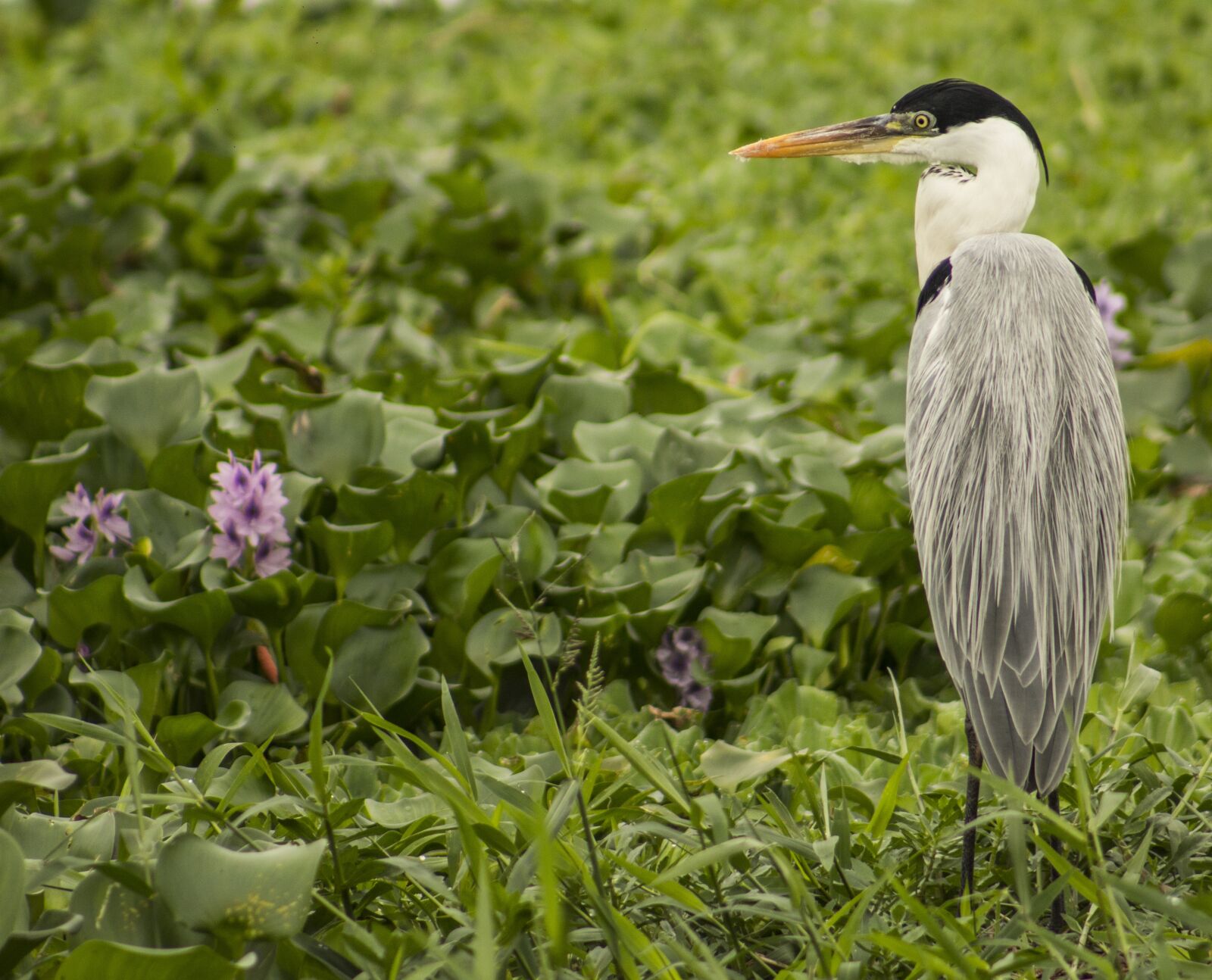 Canon EOS 1200D (EOS Rebel T5 / EOS Kiss X70 / EOS Hi) sample photo. Great blue heron-grey, paige photography
