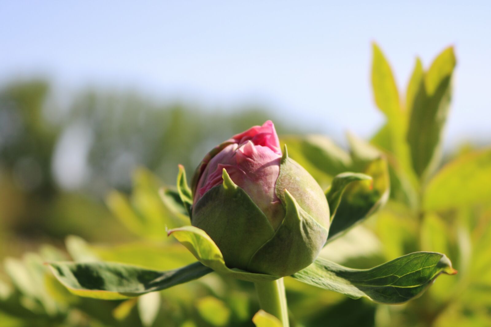 Canon EOS 750D (EOS Rebel T6i / EOS Kiss X8i) sample photo. Nature, flower, leaf photography