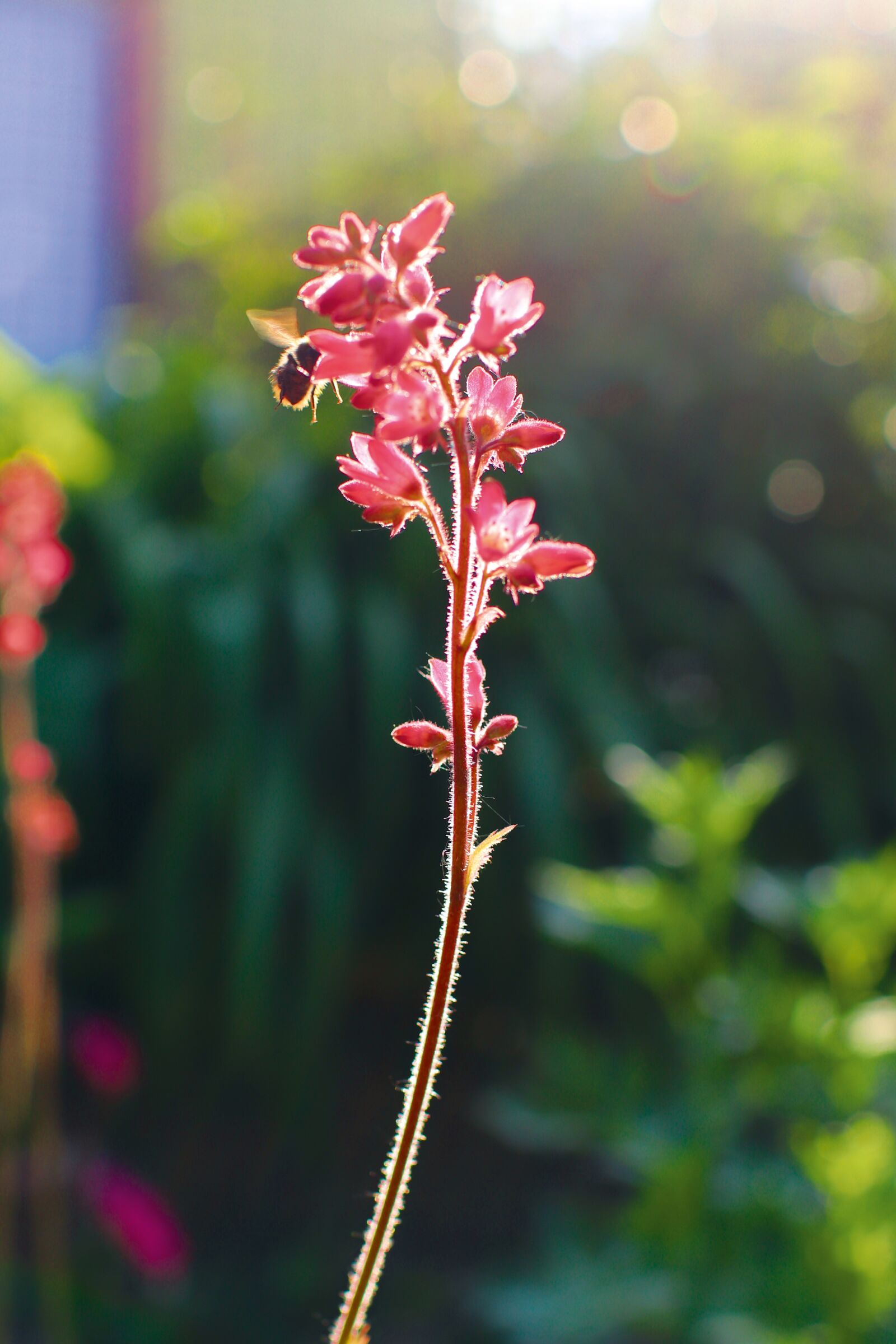 Canon EOS 77D (EOS 9000D / EOS 770D) sample photo. Dlužicha, heuchera, macro photography