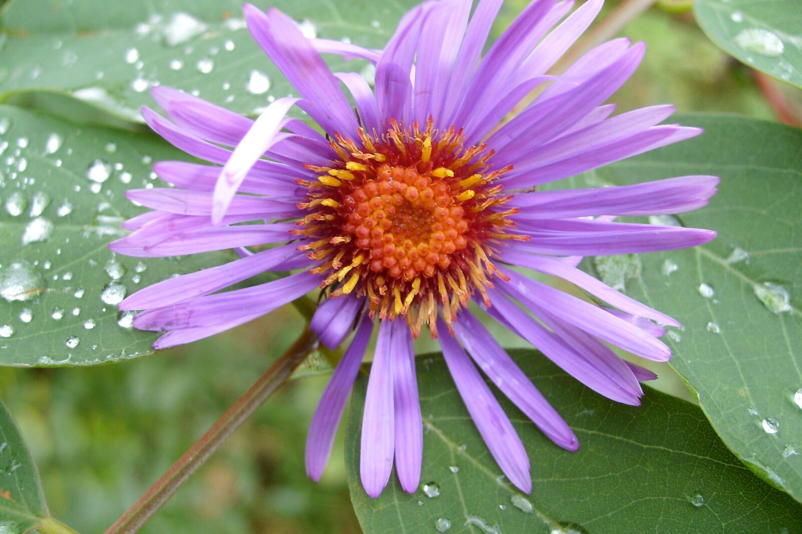 Samsung KENOX S730  / Samsung S730 sample photo. Flower, nature, plant photography